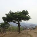 왕방산 정상 소나무 이미지