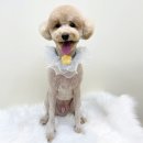 뽀프퍼피 이미지