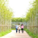 유채꽃향기처럼 이미지