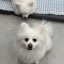 바우펜션 | [강원도 홍천] : 바우하우스105 애견동반 독채펜션 후기