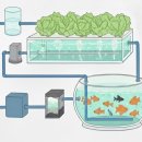 (주)케일 농업회사법인 | 물을 순환시키는 농업: 수경재배와 아쿠아포닉스