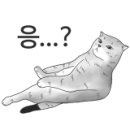 엉클스캣 이미지