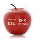고운잎사과 이미지