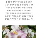 탄생화 Daum카페