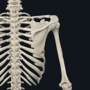 멍이날개 이미지