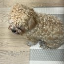 [낭니 라이프] 🐶 말티푸 유니 천원, 독감 쟁니의 크리스마스_2024.12.25
