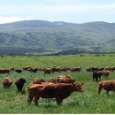 고급육생산목장 이미지