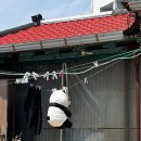 팬더 민박 이미지