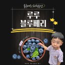 루루 블루베리 체험농장