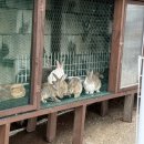 카페공작 | [카페쿠2탄] 공작이 날개펴는 카페쿠, 동물원 후기 (아이랑 강추)