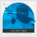 황제수족관 | 나고야 여행 가볼만한곳 나고야항수족관 평일 추천 후기