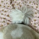 베이비숑 그루밍 이미지