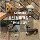 [겔겔투어] 홍천 알파카월드 방문기; 뜻밖의 알파카 (주말 여행지/가족 여행지/강원도 홍천 여행)