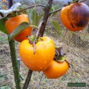 일근농장 이미지