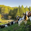 상아축산 이미지