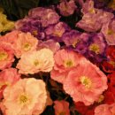 장안꽃시장 이미지