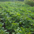 아침농원 이미지