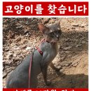 서울 관악구 남현동요지에서 실종된 아비시니안을 찾습니다 이미지