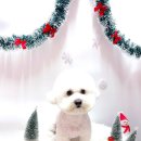 즐거운 애견미용 이미지