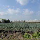 금하순대 티스토리