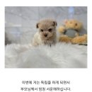 도그마루 강아지 고양이 마포용산점 이미지