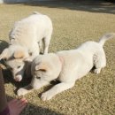 새롬동물병원 이미지