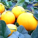 #꽃이야기ㅡ멜론 Melon .꽃 말 포식ㅡ 멜론은 박과에 딸린ㅡ 한해살이 덩굴 식물이다. ㅡ먹는 방법ㅡ보관방법 ㅡ 이미지