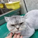 개 이쁜 애견미용샵 이미지