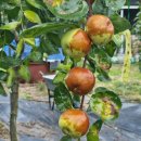 월송농장 이미지