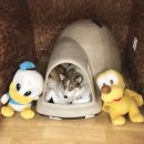 24시애견미용 이미지