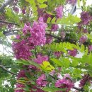 오거리공원 Daum카페