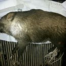 교동멧돼지 이미지