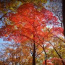 팔공산 7암자 단풍