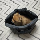 [강아지 카시트] 내돈내산 리카리카 에어쉘 카시트(이밤톨씨 사용후기 있음)