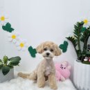 뽀독(BBODOG) 이미지