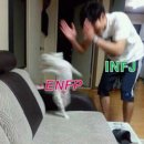 스튜트