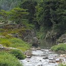 돌배나무 세그루 | [강원도 평창군] 돌배나무세그루