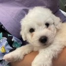 퍼피블랑 이미지