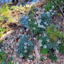 설악산솜다리 (Edelweiss) 이미지