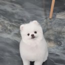 뽀독(BBODOG) 이미지