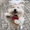 포인핸드 입양후기[❤️입양후기❤️] 1992.째미