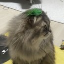 봄봄하귀점 | 이번주도 폭삭 속았수다 ☺️