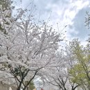 경춘선숲길공원 | 2026년 경춘선숲길 공릉동 철길공원 공릉 화랑대 벚꽃 개화 상황 실시간(3월31일 현재)