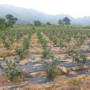 용궁농장 이미지