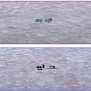부개그린 이미지