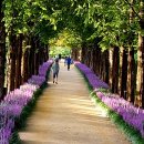 우로지 자연숲 공원(메타세쿼이아길) 이미지