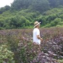 지리산들깨농부 이미지