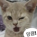 명품고양이카페 이미지