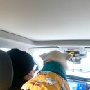 가남동물병원 | - 드디어 남해에 괜찮은 동물병원이 생겼다 #남해동물병원