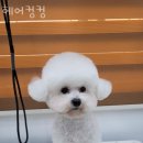 헤어 컹컹 이미지